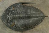 Gorgeous Zlichovaspis Trilobite - Orange Eye Preservation #334842-3